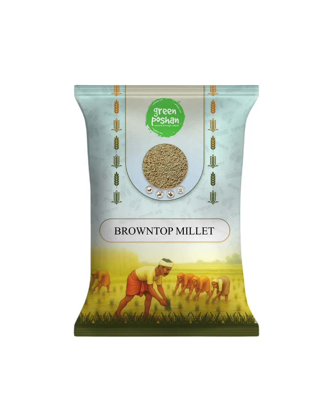 Browntop Millet